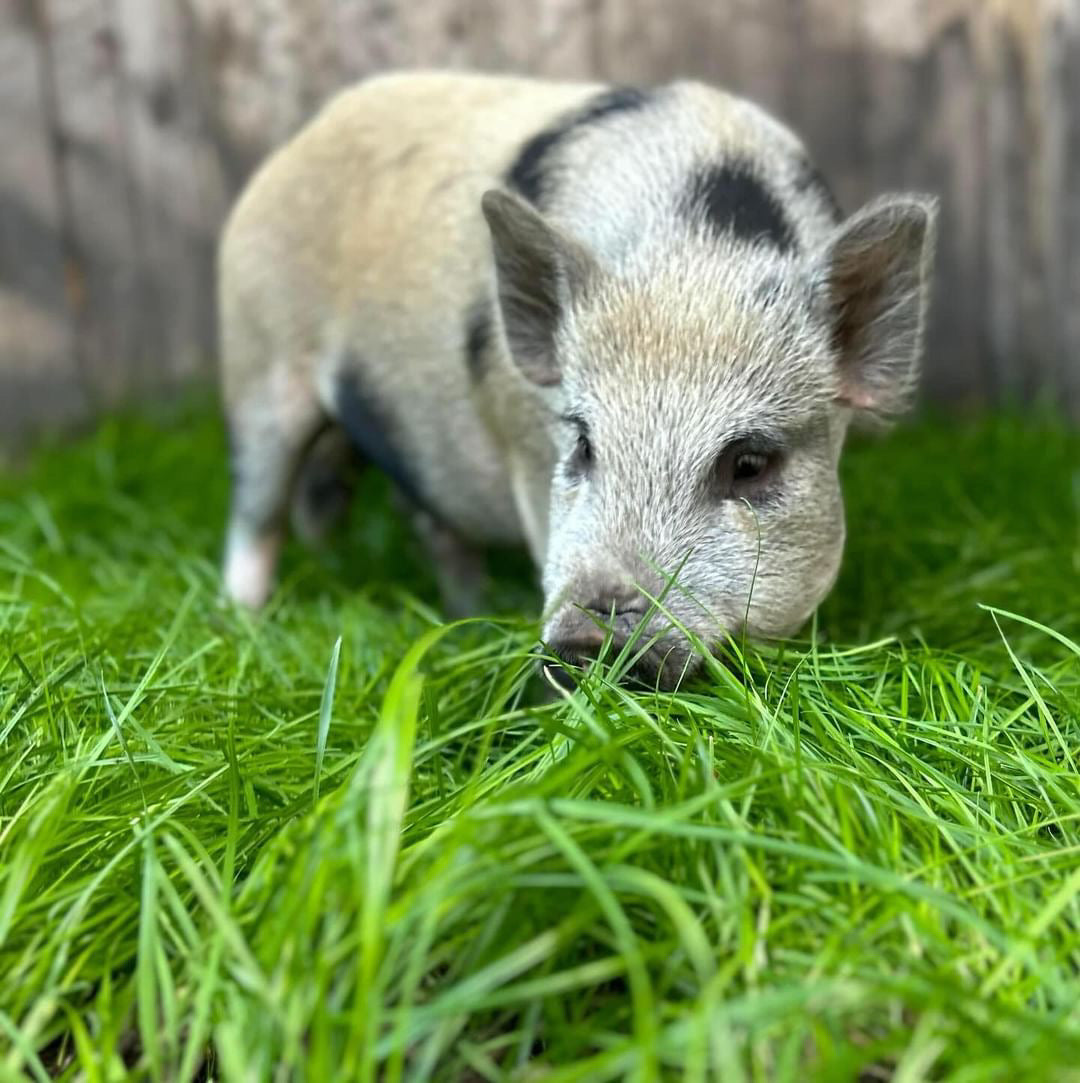 Full piggy package 🐷🍃( DEPOSIT )