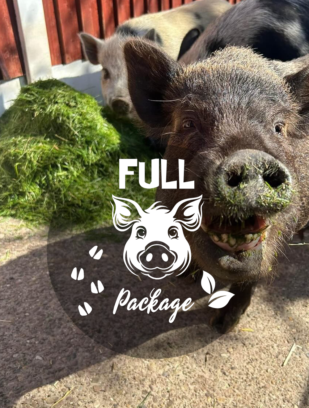 Full piggy package 🐷🍃( DEPOSIT )