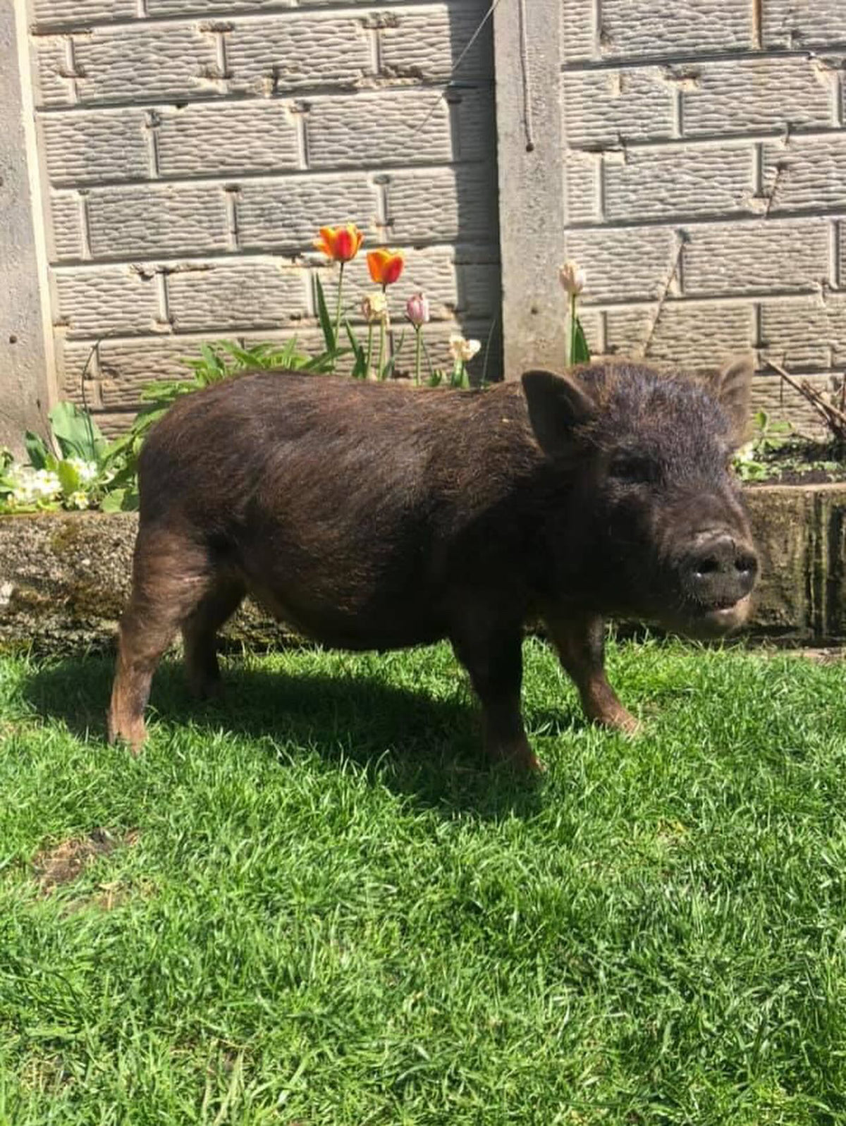 Meet The Pigs – Stubby Pigs
