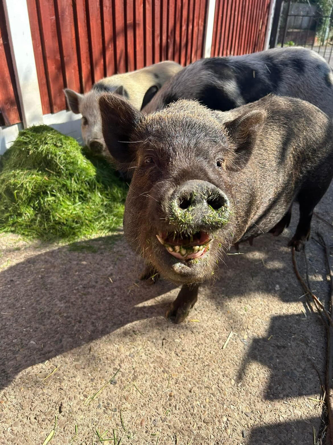 Full piggy package 🐷🍃( DEPOSIT ) – Stubby Pigs